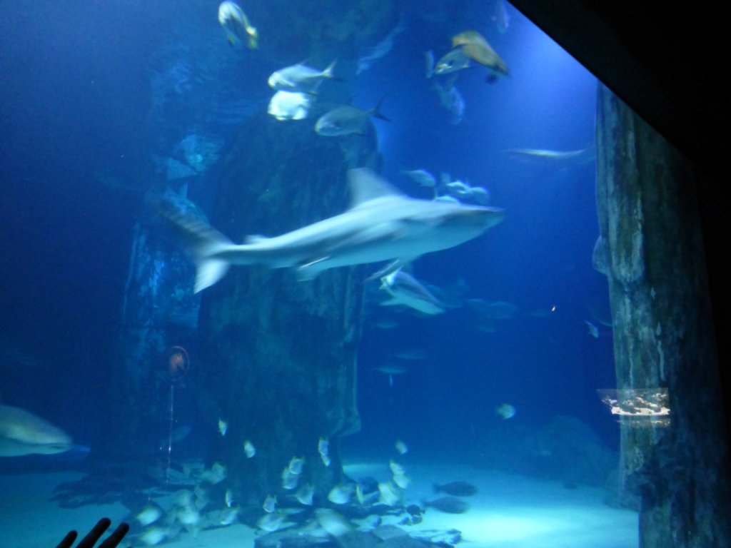 sealifelondonaquarium34.jpg